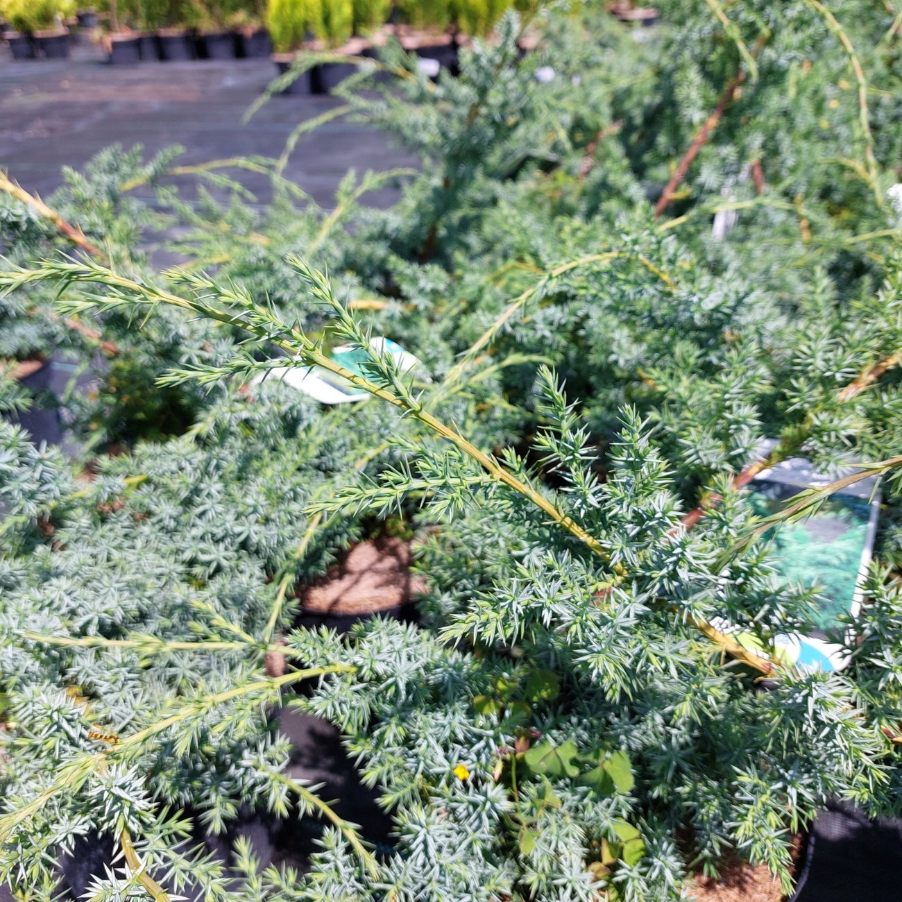 Obrázok Borievka čínska (Juniperus chinensis) ´BLUE ALPS´ - výška 30-50 cm, kont. C3L